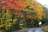 Beautiful fall roads