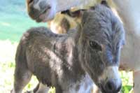 Baby Donkey with Mama